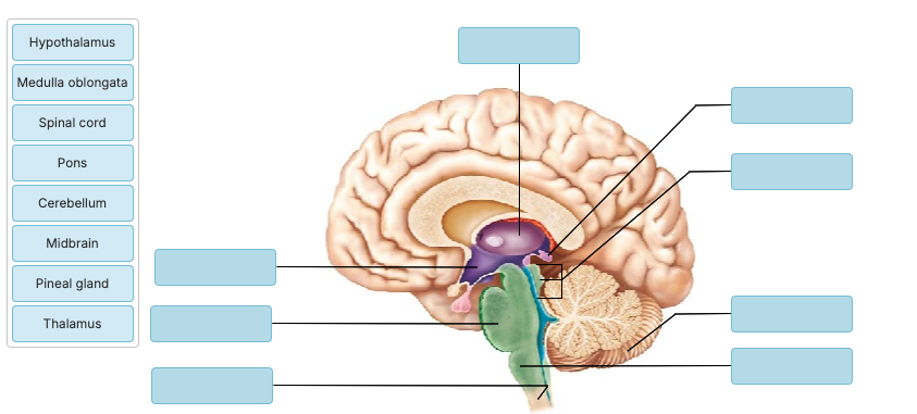 <p><strong>Drag the appropriate labels to their respective targets.</strong></p><p></p>