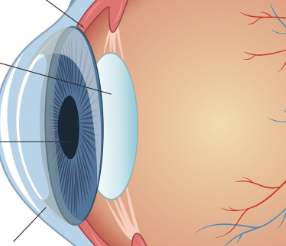 <p>name the three important anatomical parts of the eye</p>