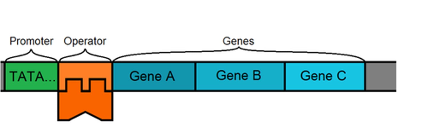 <p>A cluster of genes transcribed together to create a single mRNA molecule</p>