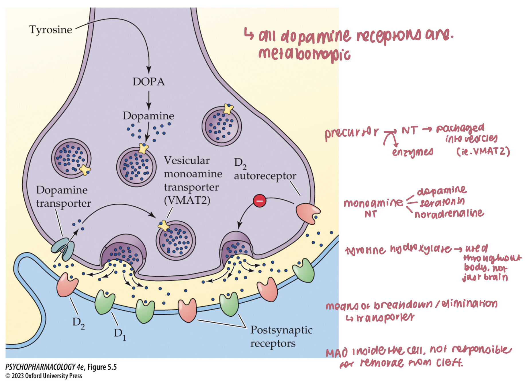 <ol><li><p>vesicular monoamine transporters (VMAT)</p></li><li><p>reserpine</p></li><li><p>sedation </p></li><li><p>depressive</p></li></ol><p></p>