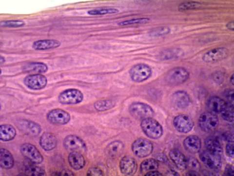 <p>what kind of tissue is this?</p>