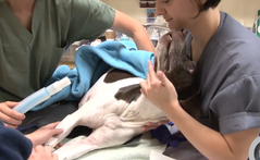 <p>What stage/plane of anesthesia is this patient in? The induction agent has just been given, she is conscious but disoriented. All reflexes are present</p>