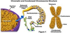 <p>loose DNA and protein that makes up chromosomes</p>
