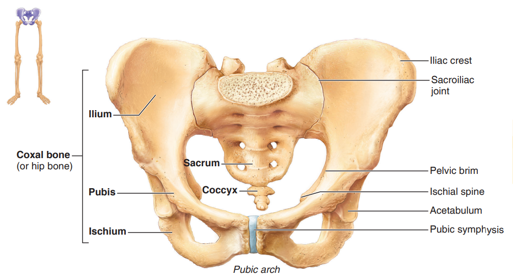 articulated pelvis