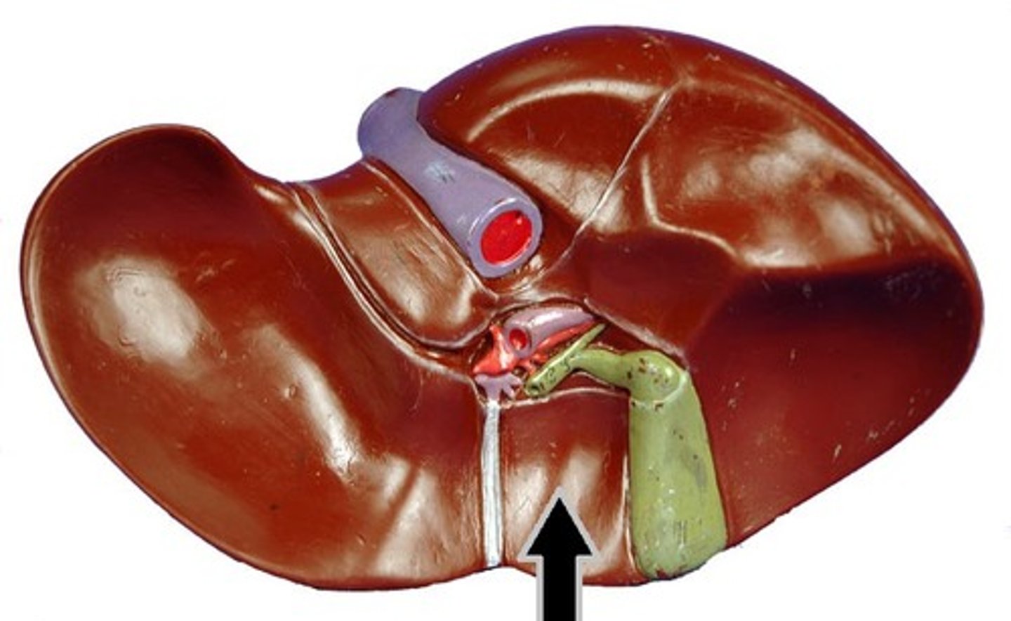 <p>What part of the liver is this?</p>
