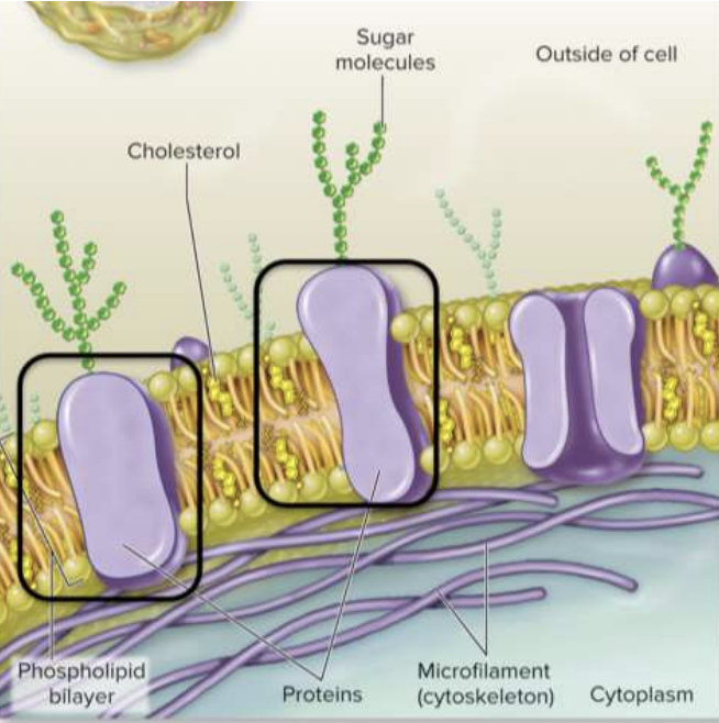 <p>Organelles involved in Protein Production, Protein Localization, and Cellular Digestion. The Cytoskeleton of the cell</p><p>Functions:</p><ol><li><p>Forms a barrier between the cell and the outside world</p></li><li><p>Regulates passage of substances in and out of the cell; helps maintain homeostasis</p></li></ol><p>composition:</p><ul><li><p>Composed of a Phospholipid Bilayer</p></li><li><p>sugar molecules [used for cell communication]</p></li><li><p>cholesterol [mantains the right level of fluidity&apos;]</p></li><li><p>proteins [transports proteins, enzymes, recognition of proteins, adhesion of proteins, and protein receptors]</p></li><li><p>microfilament (cytoskeleton)</p></li></ul>