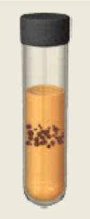 <p>aerobic; they do not require oxygen</p><ul><li><p>they grow inly in oxygen concentrations lower than those in air</p></li></ul><p></p>