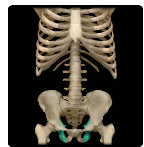 the lower, posterior portions of the pelvis