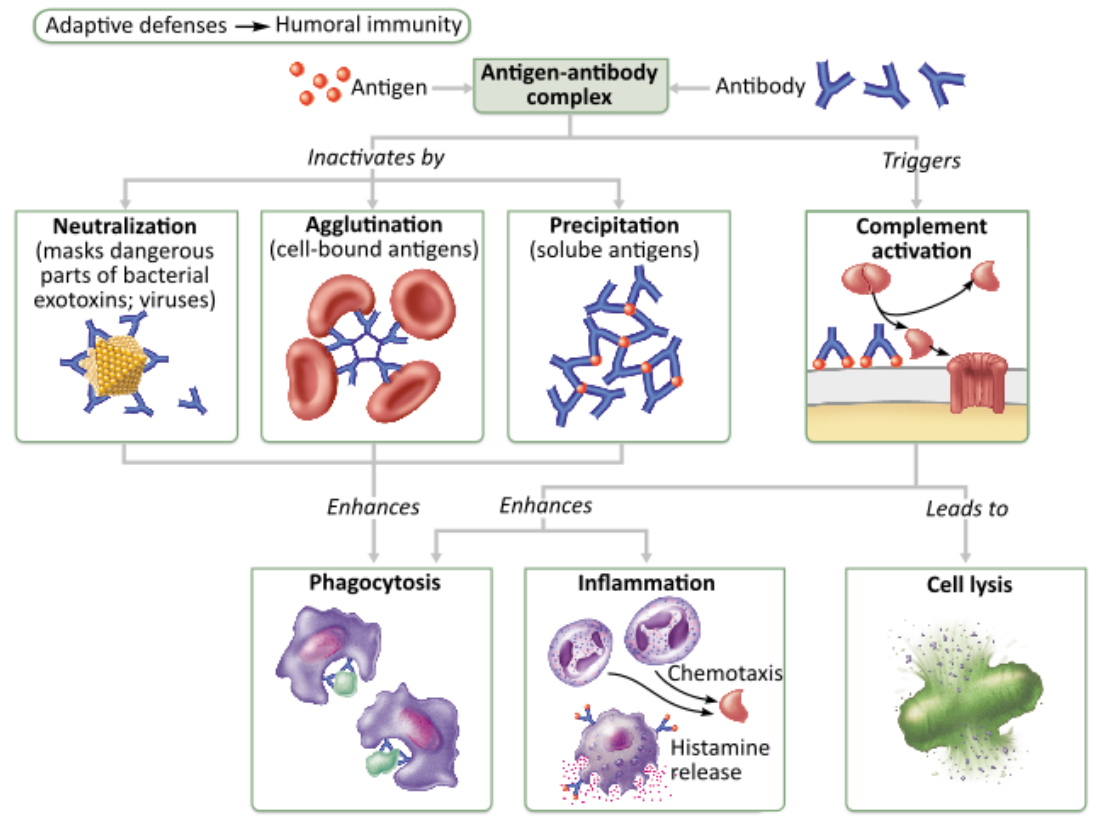 <p>Which mechanism(s) of antibody action result(s) in cell lysis?</p><p>neutralization</p><p>precipitation</p><p>complement activation</p><p>agglutination</p>