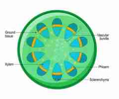 <p>A vascular bundle </p>