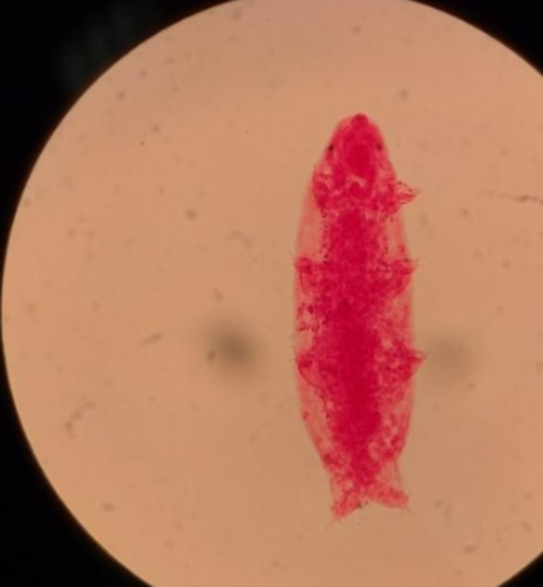 <p>What Superphylum and Phylum is this animal in?</p>