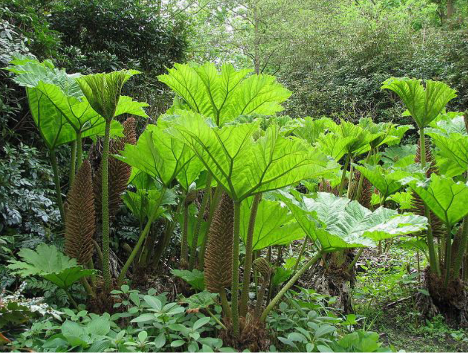 <p><strong>Late Devonion/ Kellwasser Event</strong></p>