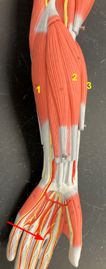 <p>What is the muscle indicated by the yellow 1? Function?</p>