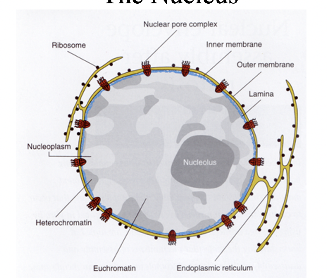 <p>information centre of the eukaryotic cell</p><ul><li><p>synthesise mRNA for protteins</p><ul><li><p>→ must be exported into cytoplasm for directing protein synthesis</p></li></ul></li><li><p>replicate its<strong> entire</strong>&nbsp;strucutre accurately during each cell division cycle</p></li></ul><p></p>