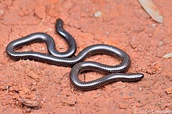 <p><span><span>slender blind snakes</span></span></p>
