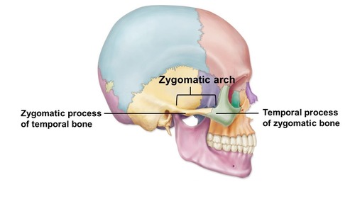 <p>part of the zygomatic bone</p><p></p>