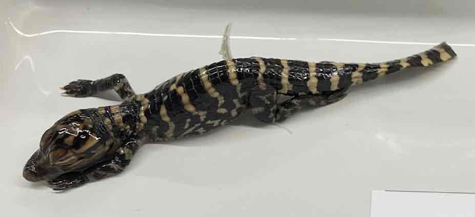<p>American Alligator</p>