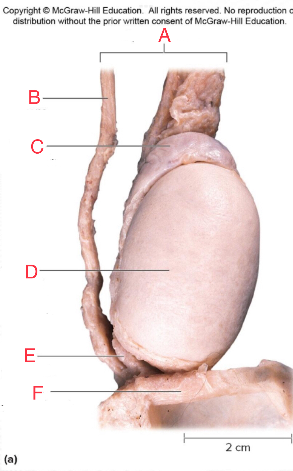 <p>C.</p>