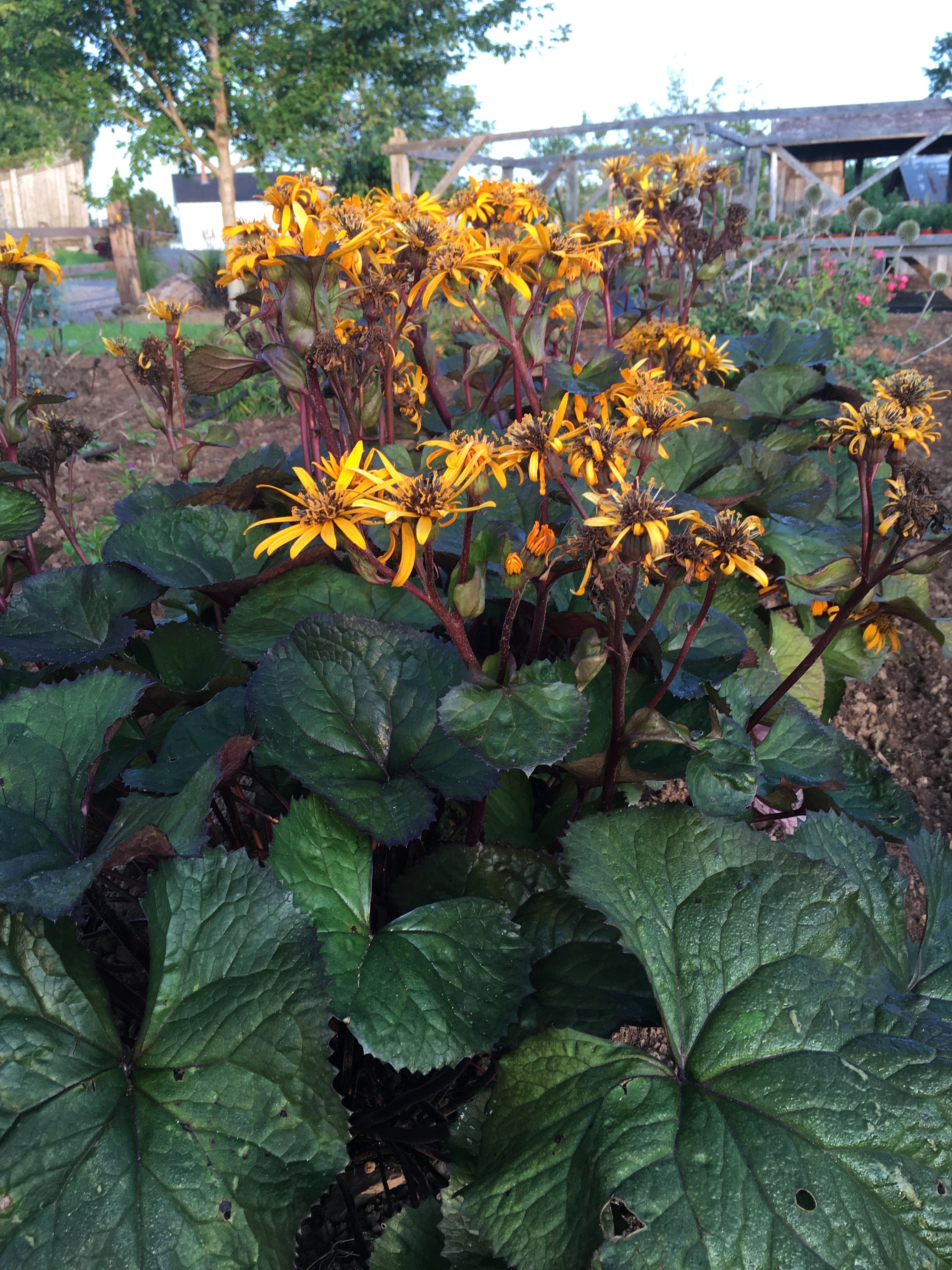 <p>bigleaf goldenray</p>