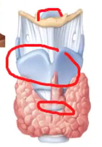 <ol><li><p><span style="color: yellow;">Thyroid Cartilage</span> - the Adam’s Apple</p></li><li><p><span style="color: yellow;">Epiglottis </span>- a leaf-shaped flap of cartilage, unattached and free to move like a trap door, that covers the larynx to prevent food from entering&nbsp;</p></li><li><p><span style="color: yellow;">Cricoid Cartilage </span>- a ring of hyaline cartilage and the landmark for making an emergency airway called a tracheostomy</p></li></ol><p></p>