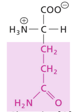<p>Amide side chain, polar, non-charged, H-bonds as donor and acceptor</p>