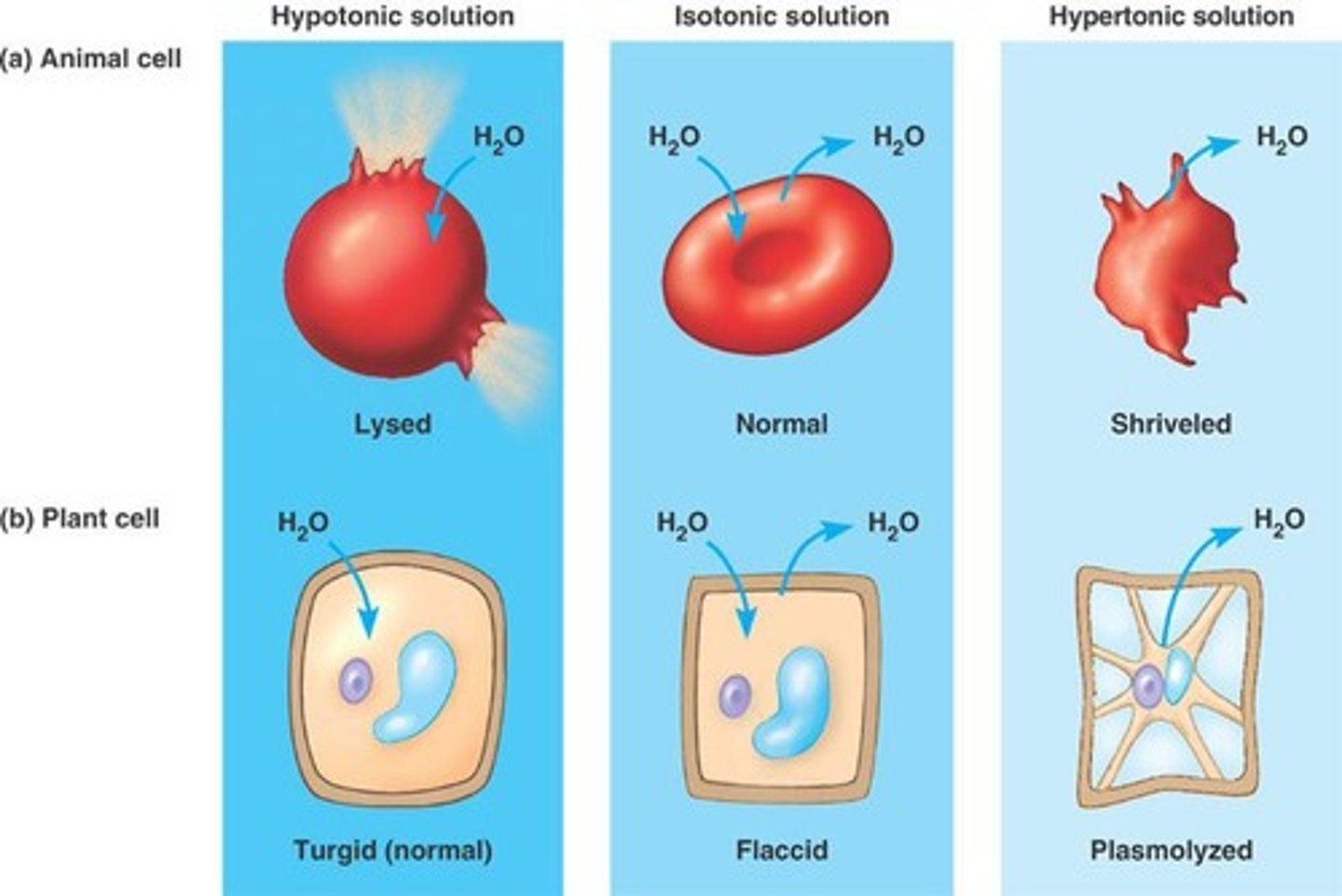 <p>Higher osmolarity than cell, causes water efflux.</p>