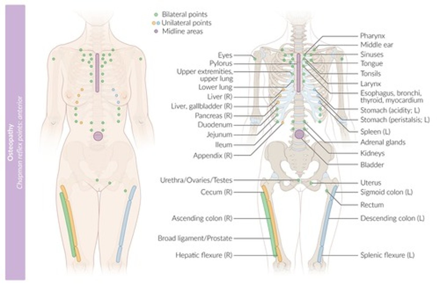 <p>anterior: 2nd ICS, at sternocostal junction</p><p>posterior: intertransverse space between T2 and T3, lateral to spinous process</p>