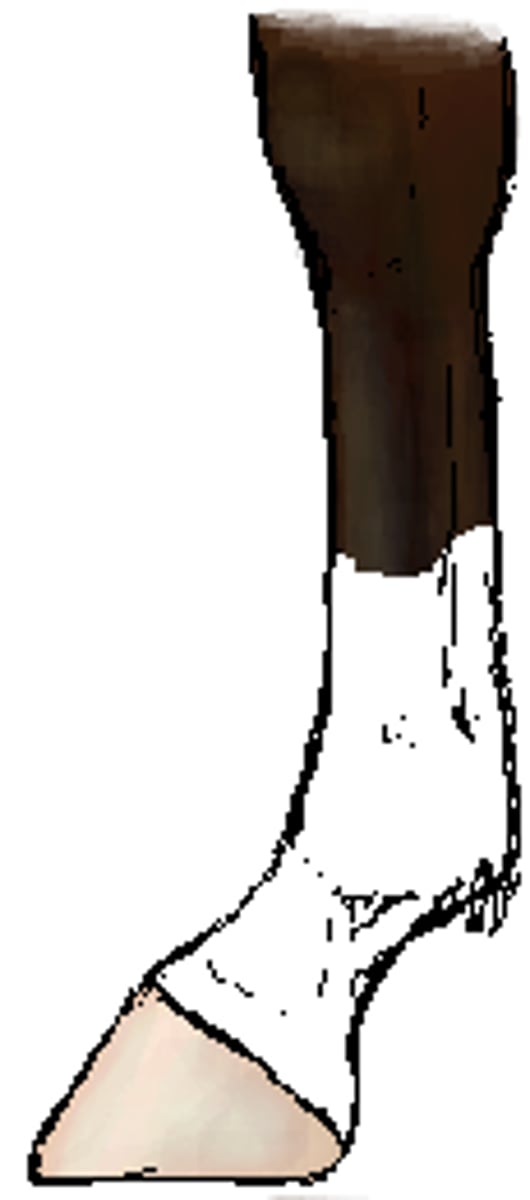<p>white that extends into the cannon area above the fetlock but below the hock or knee</p>