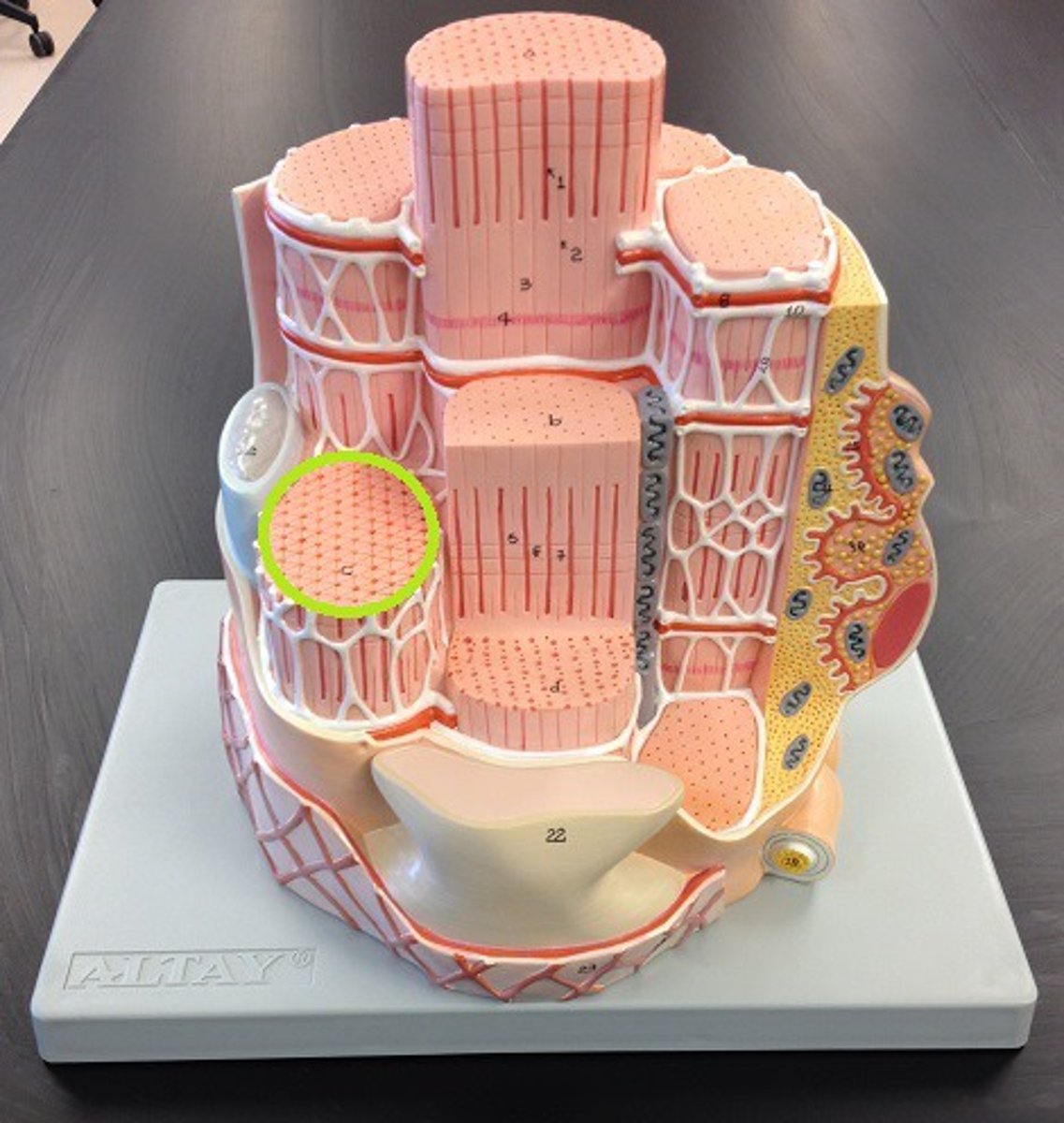 knowt flashcard image