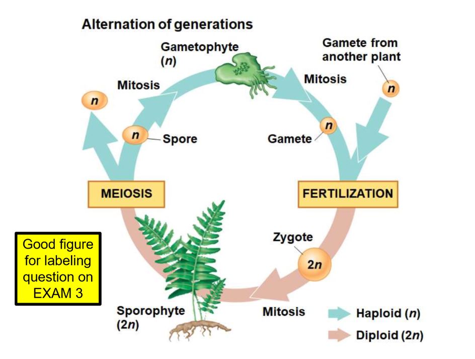Plants alternate between two multicellular generations in a reproductive cycle, gametophyte generation is haploid and makes same gametes by mitosis, fusion of sperm and egg leads to diploid Sporophyte, which produces haploid spores by meiosis 