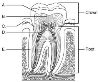 <p>Which one of the following labeled parts of the tooth is made up of a nonliving compound of phosphate and calcium?</p>