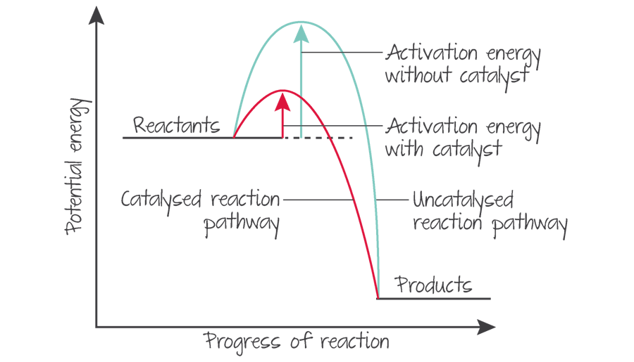 they increase the rate of reactions by providing alternative pathways that have lower activation energy