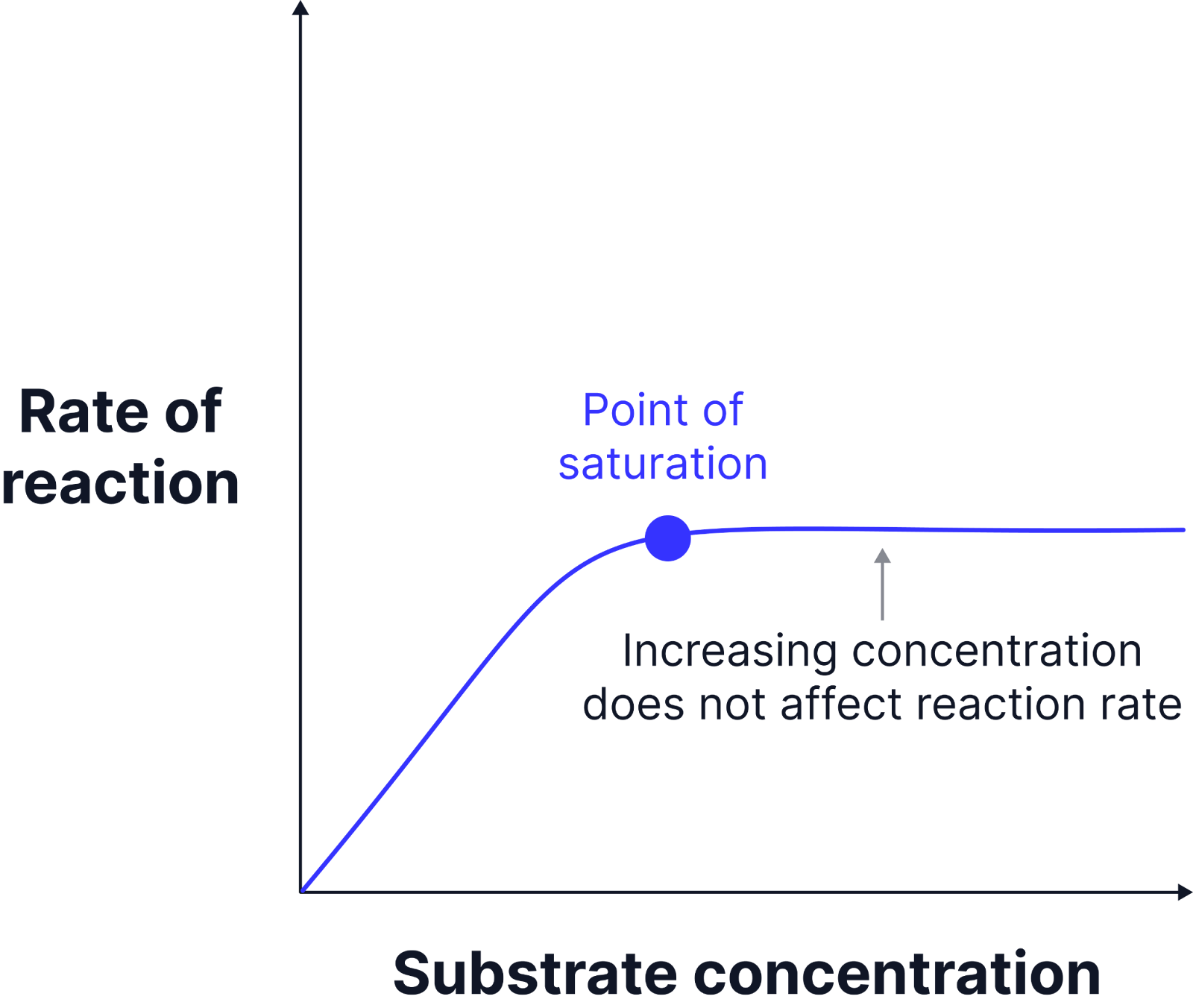 <ol><li><p>Increasing substrate concentration has a linear increase of initial reaction rate as more enzyme-substrate complexes form.</p></li><li><p class="helperbird-reading-line-height-22">When the saturation point is reached, the line plateaus and the enzyme is operating at the maximum rate of reaction, know as Vmax. All active sites are occupied, no more enzyme substrate complexes form.</p></li><li><p class="helperbird-reading-line-height-22">If no substrate is added to a reaction mixture, amount of substrate decreases, converting into products. Rate of reaction will decrease over time as less substrate is available to form enzyme-substrate complexes.</p></li></ol><p></p>