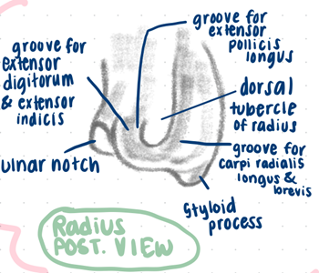 posterior view of radius