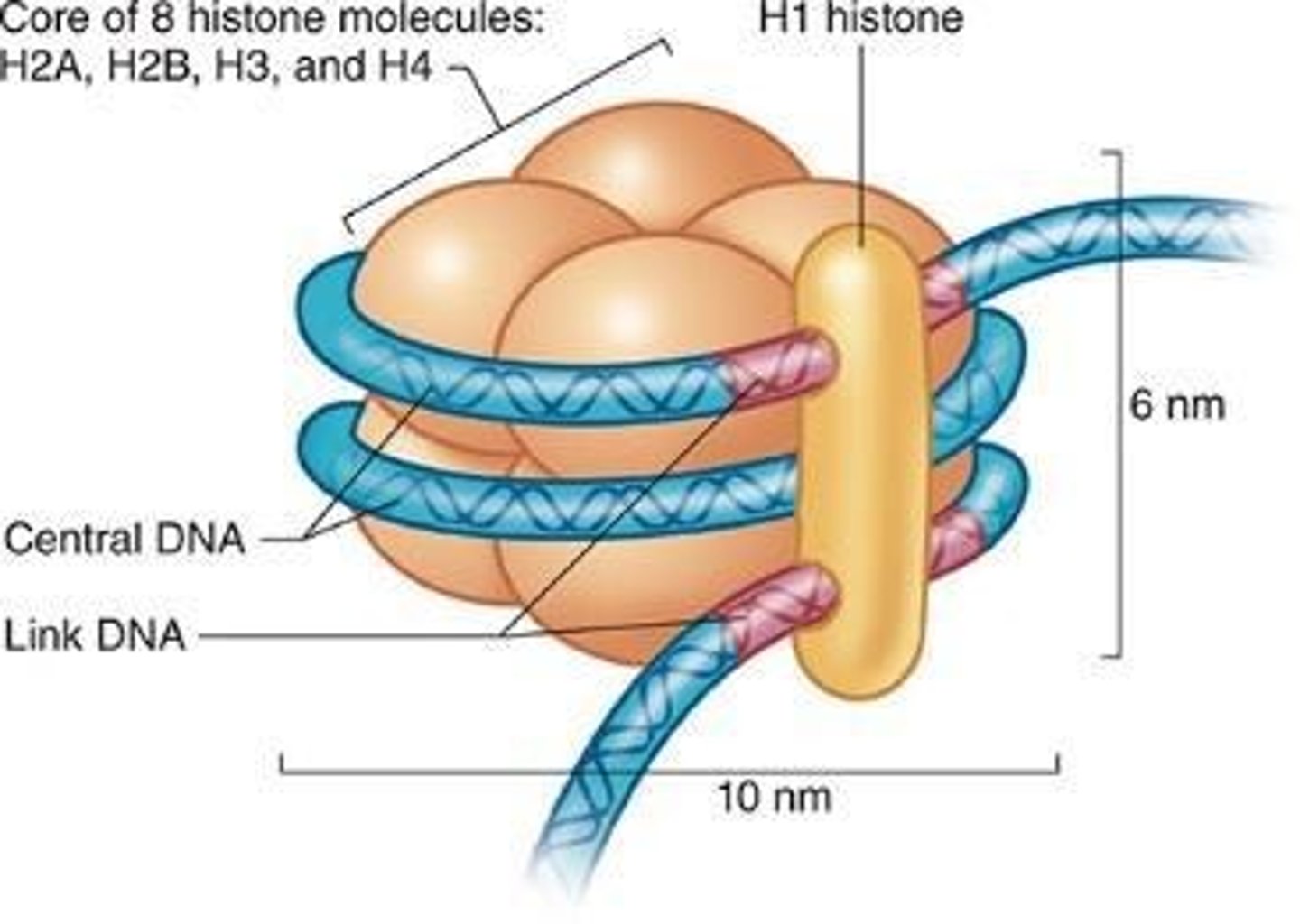 <p>Histone associated with the wrapped DNA at the surface of the core</p>