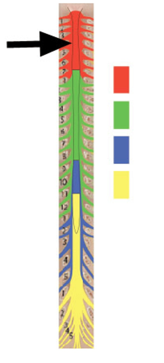 <p>Identify red structures. (nerves are NOT being indicated by the arrow)</p>