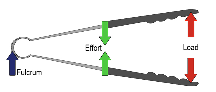 <p>3rd class lever________</p>
