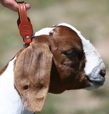 <p>small ruminant restraint #3</p>