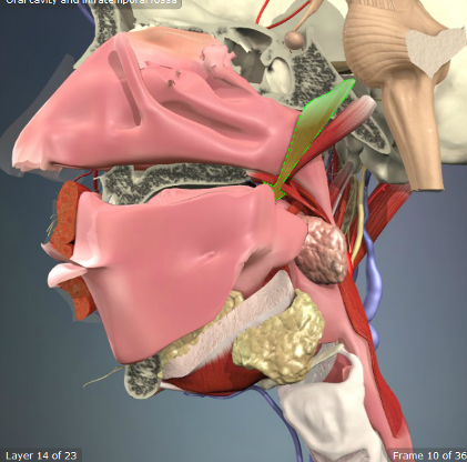 <p>Origin: Sphenoid Bone, Eustachian Tube </p><p>Insertion: Palatine Aponeurosis </p><p>Action: Dilates the Eustachian Tubes, tenses soft palate </p>