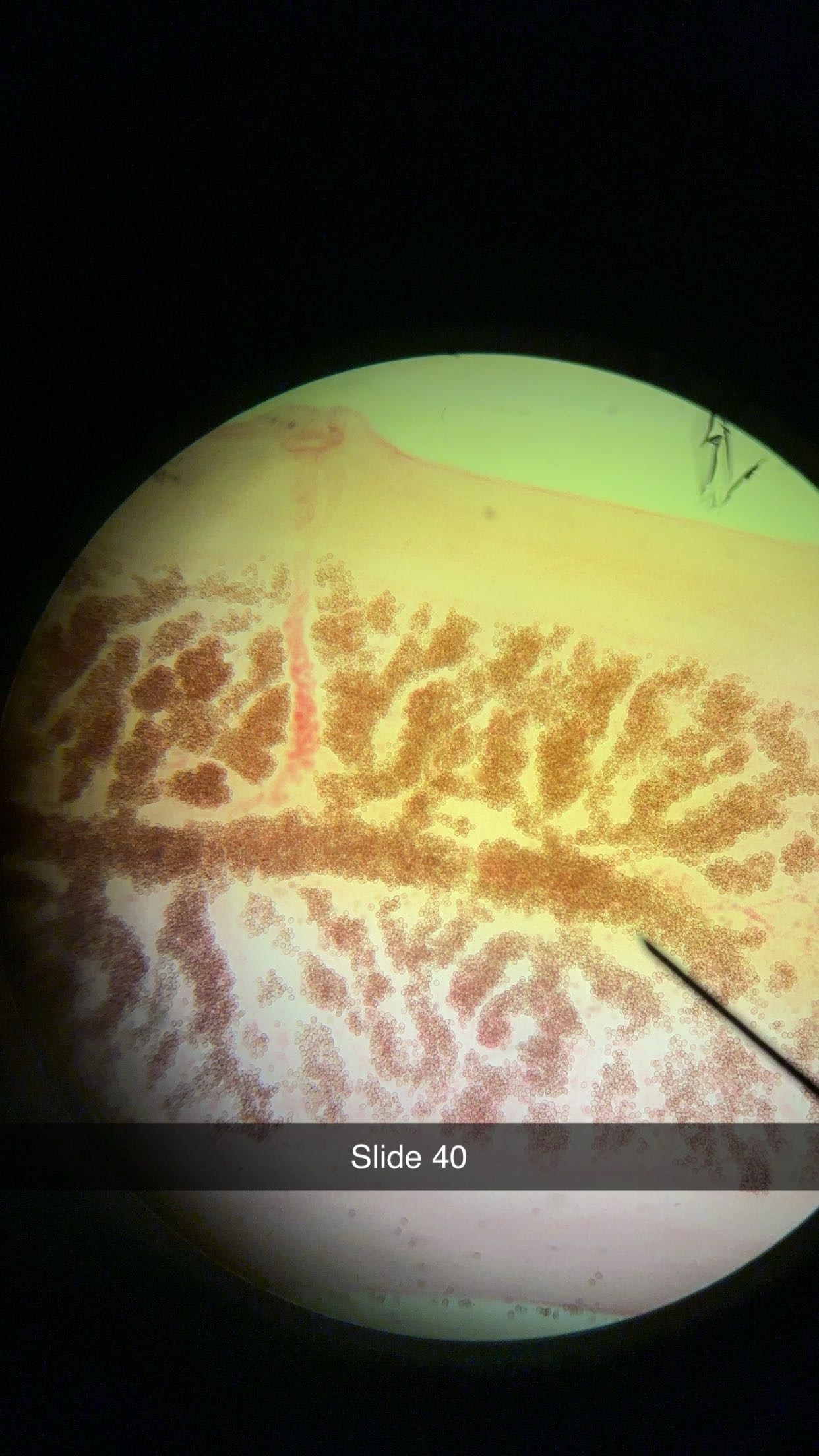 <p>genus, class, phylum, structure </p>