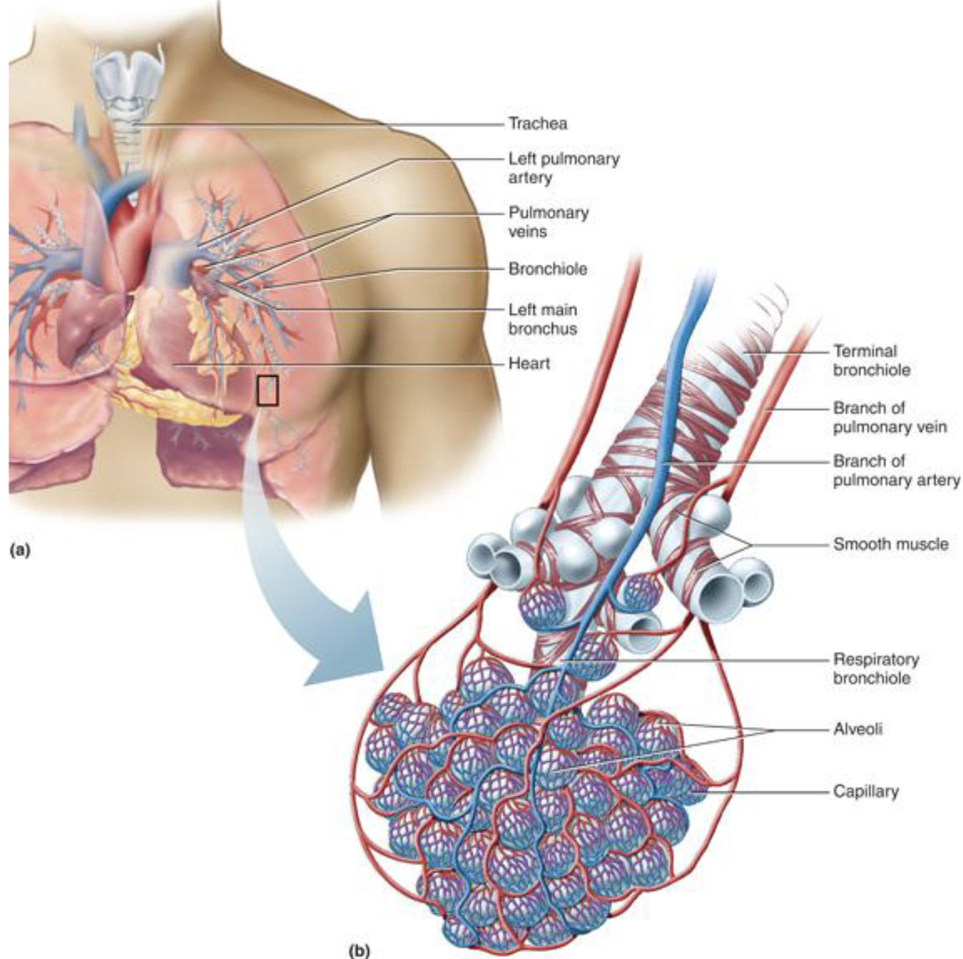 <ul><li><p>exercise dilates arterioles </p><ul><li><p>arterioles get warmer, exposed to metabolic processes, exposed to more CO2 (local control)</p></li><li><p>this sends more blood flow</p></li></ul></li><li><p>capillaries are dense in alveoli</p></li></ul><p></p>