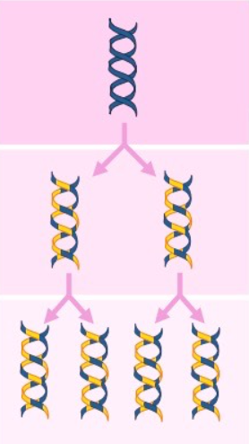 <p>the material in the two parental strands is dispersed randomly between the 2 daughter molecules</p><p>after one round of replication, the daughter molecules contain a random mix of parental and new DNA</p>