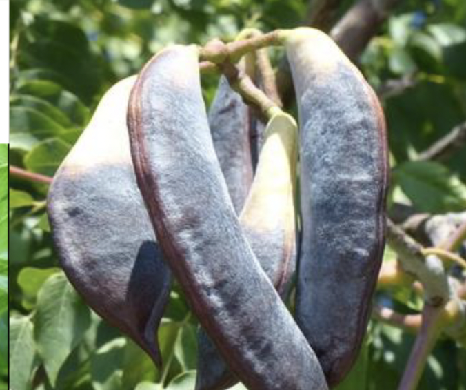 <p>pod, reddish-brown, wide</p>