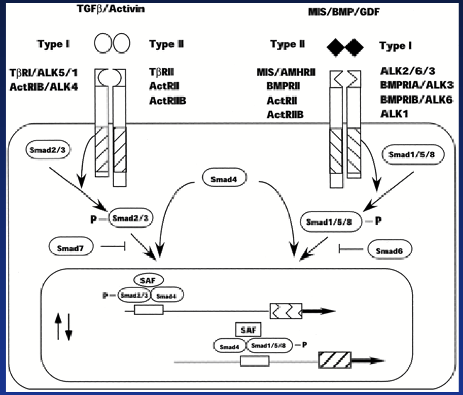 <p>TGFβ family (activin, inhibin, MIS) mainly involved in control of cell proliferation and differentiation.</p><p>Binding of hormone results in heterodimer formation: <strong>Receptor I + Receptor II</strong> (not identical).</p><p>RII is specific to the hormone. After binding, H-RII complex recruits RI. Same RI can be recruited by different H-RII complexes!</p><p><strong>Serine residues</strong> on RI get <strong>phosphorylated</strong> by RII.</p><p>Activated receptor phosphorylates <strong>SMADs </strong>proteins that will dimerize, translocate in the nucleus, and modulate gene transcription.</p>