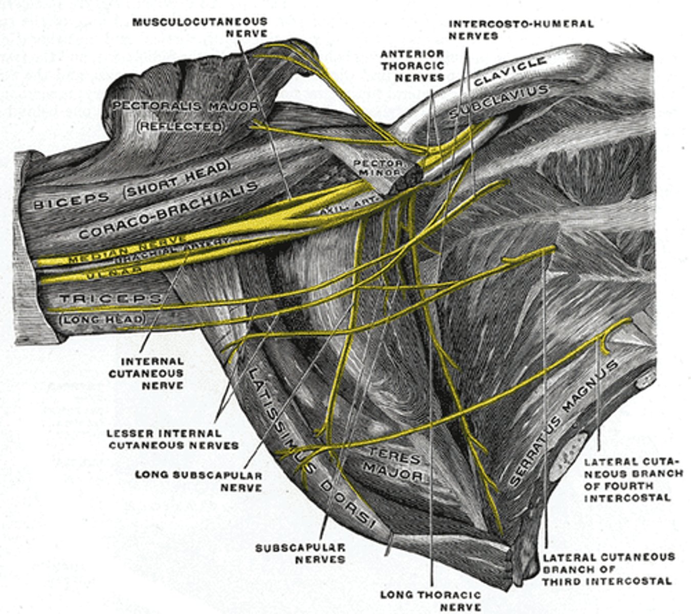<p>upper and lower subscapular nerves</p>