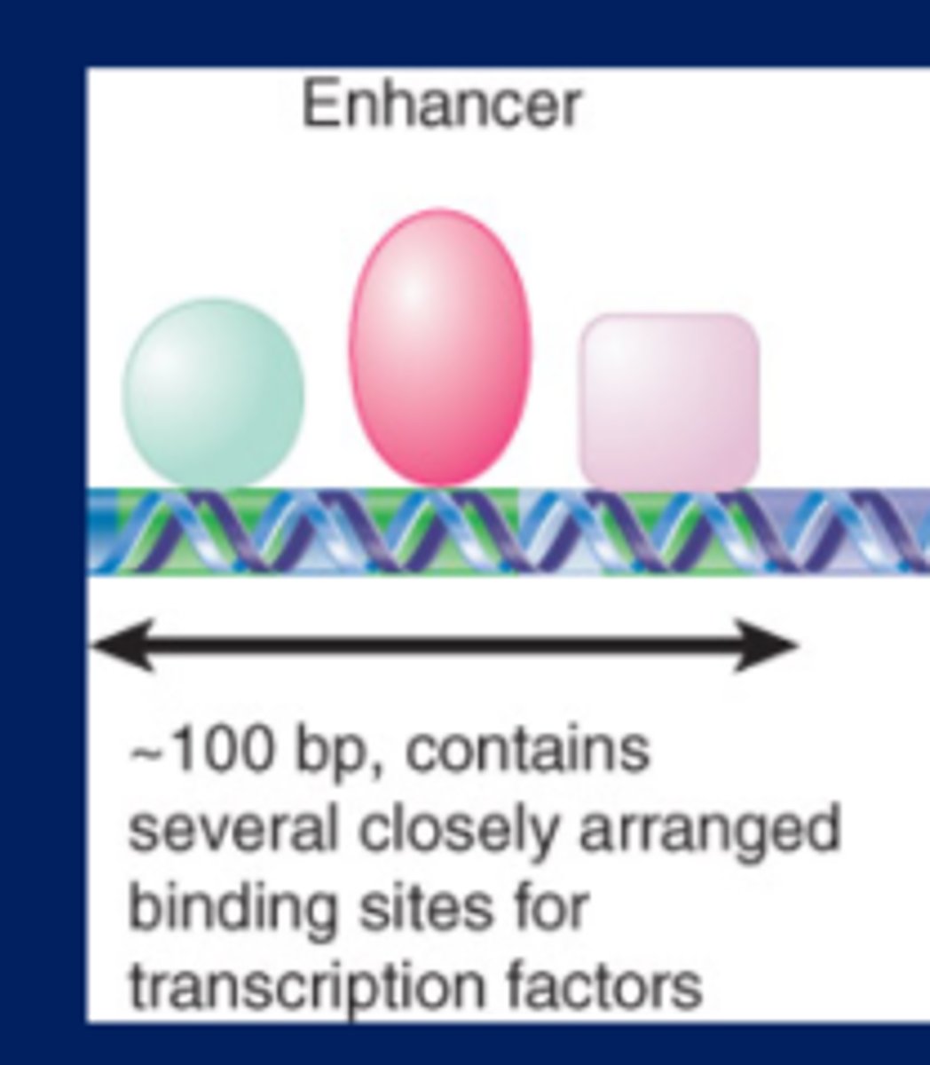 <p>-A cis-acting sequence that increases the utilization of (most) eukaryotic promoters and can function in either orientation and in any location (upstream or downstream) relative to the promoter</p><p>-TFIID binding to TATA box=TATA box is cis acting element, TFIID is the trans acting factor</p><p>-If there is a cis acting element, a trans acting factor binds to it</p>