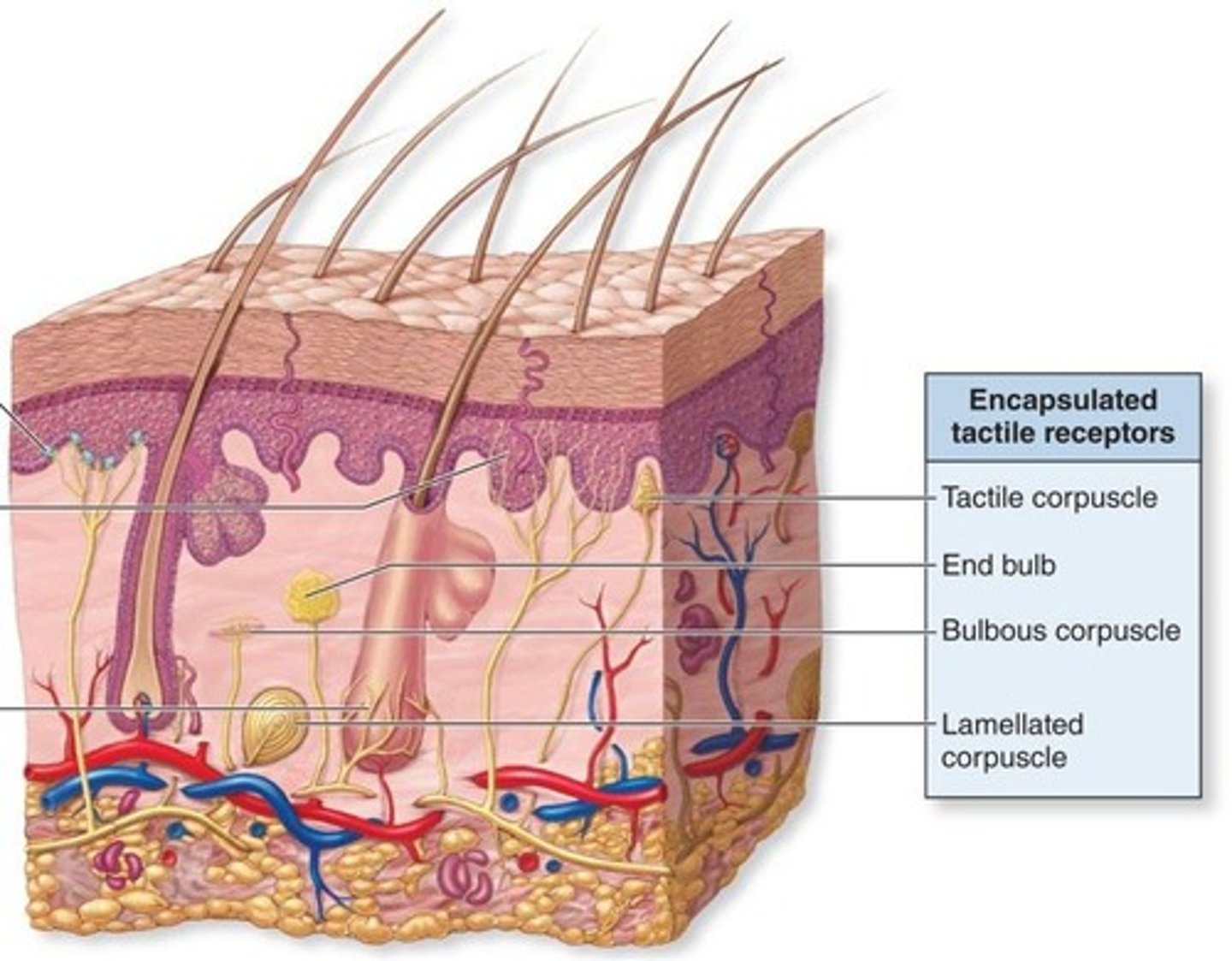 <p>Tactile (Meissner's) corpuscles, Bulbous (Ruffini's) corpuscles, End bulbs (Krause's corpuscles), and Lamellated (Pacinian) corpuscles.</p>