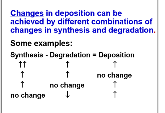 <p>increase synthesis </p>