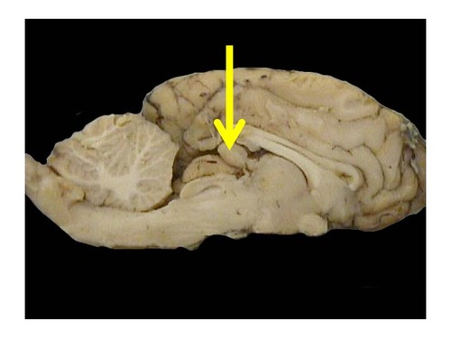 <p>Produces melatonin</p>
