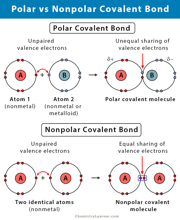 **Nonpolar covalent bonds** are those where the atoms **share** the electrons **equally** (would be oil or fat)

**Polar covalent bonds** are created by **unequal** sharing of the electrons due to the electronegativity of the atoms (water is formed by these bonds). Polar things don’t like to mix with nonpolar things (water and oil) 